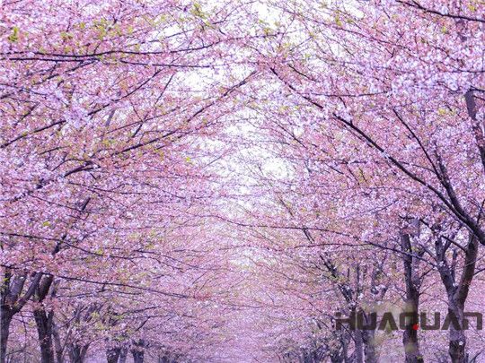 華全發(fā)電機(jī)組：這個(gè)春天不寂寞！剛看完櫻花怒放，新疆又放大招，預(yù)將百萬(wàn)畝沙漠變綠洲