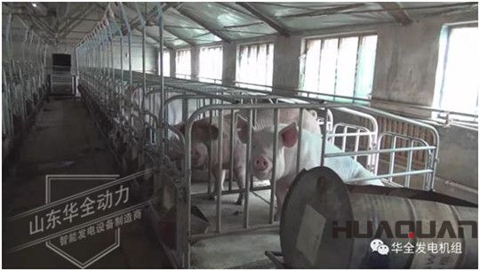 養(yǎng)豬發(fā)了家，卻把全村搞臭了！沒(méi)想到“它”能一箭雙雕（華全整理）