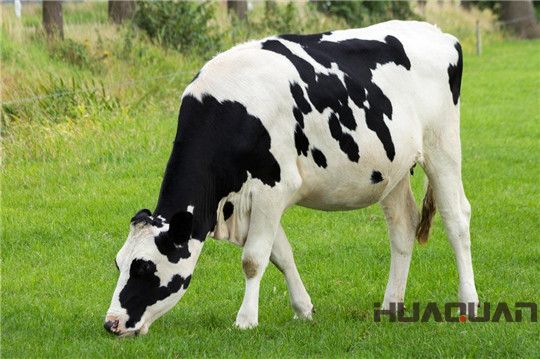 奶牛吃的是草，出來的是奶；而它吃的是油，出來的卻是電！華全