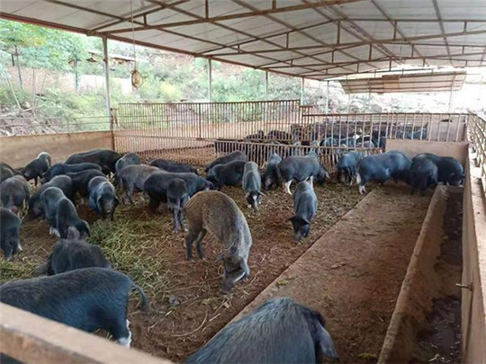 專業(yè)巡檢，熱心服務(wù)!華全發(fā)電機(jī)組助力養(yǎng)殖企業(yè)溫暖過冬!