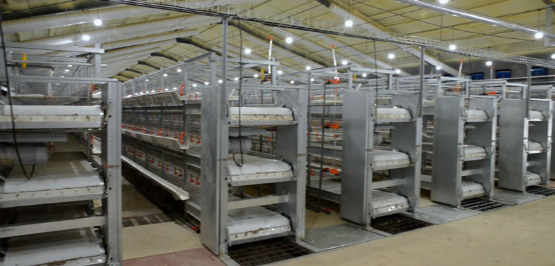 華全官網(wǎng)丨保供電，守安全！華全1000千瓦發(fā)電機組助力養(yǎng)殖企業(yè)高質量發(fā)展